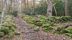 Barrlindkärret Särö. Bild 1651.