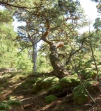 Blåmossa Särö. Bild 1653.