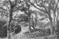 Fridhem Särö. Bild 2547.
