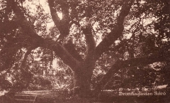 Nordanskog Särö. Bild 10735.