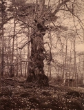 Nordanskog Särö. Bild 30173.