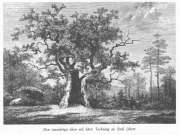 Den tusenåriga eken vid Särö 1870