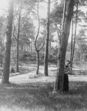 Västerskog Särö. Bild 2023_11