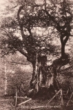 Västerskog Särö. Bild 10632.
