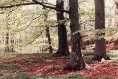 Västerskog Särö. Bild 10711.