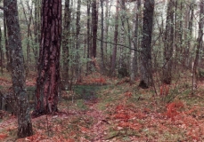 Västerskog Särö. Bild 10712.
