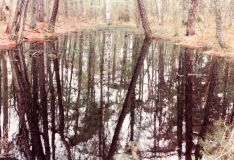 Västerskog Särö. Bild 10714.