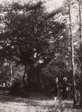 Västerskog Särö. Bild 10721.