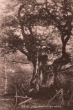 Västerskog Särö. Bild 10723.