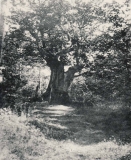 Västerskog Särö. Bild 10724.