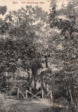 Västerskog Särö. Bild 10725.