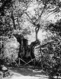 Västerskog Särö. Bild 10728.