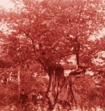 Västerskog Särö. Bild 10732.