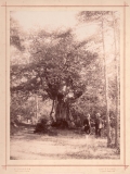 Västerskog Särö. Bild 1100.