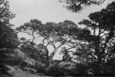 Västerskog Särö. Bild 1133.