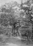 Västerskog Särö. Bild 1232.
