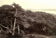 Västerskog Särö. Bild 30157.
