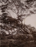 Västerskog Särö. Bild 30169.